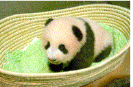 ジャイアントパンダの赤ちゃん.GIF