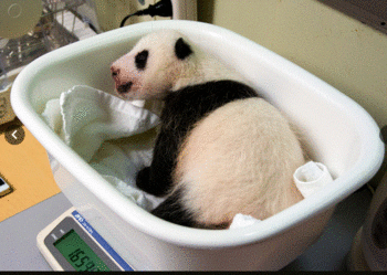 パンダの赤ちゃん1.GIF